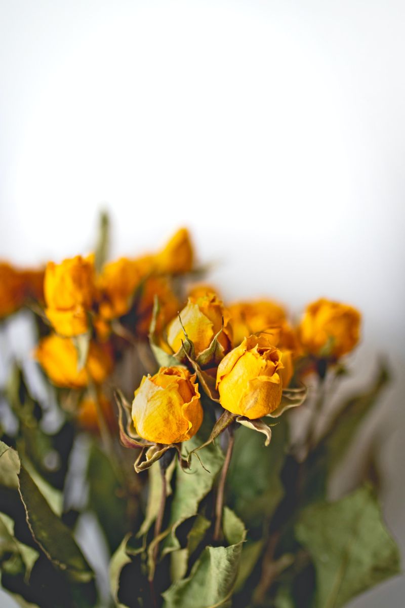 comment garder un bouquet de fleurs des roses jaunes sechees