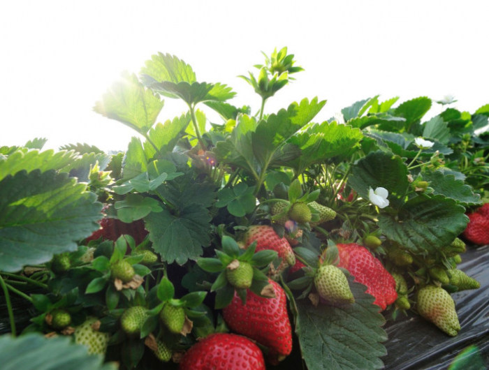 comment planter les fraisiers en hauteur conseils