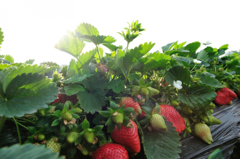 Planter des fraisiers en hauteur Tout savoir sur la culture en conteneur — free download