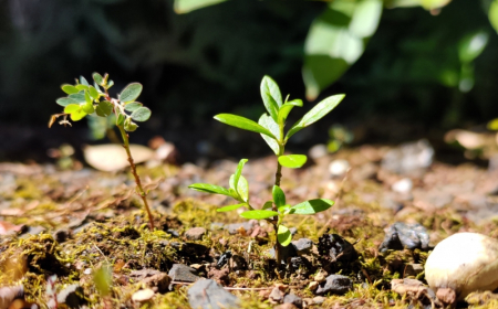 desherbant naturel vinaigre blanc solutions utilisation jardin