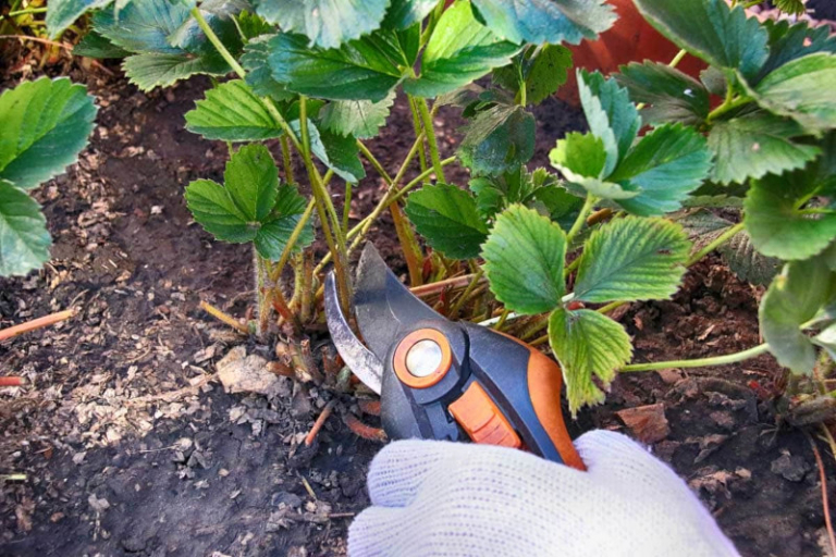 Planter des fraisiers en hauteur : Tout savoir sur la culture en conteneur