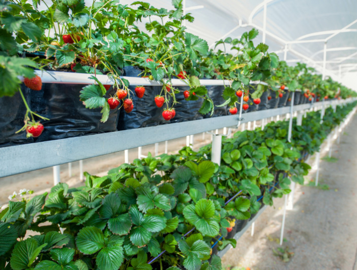 growing strawberries in a greenhouse. harvesting.