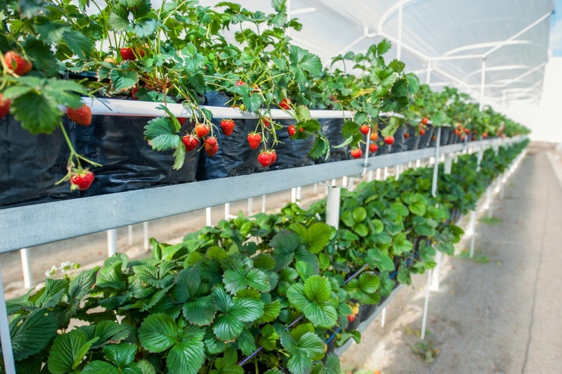 plantation de fraisiers en hauteur