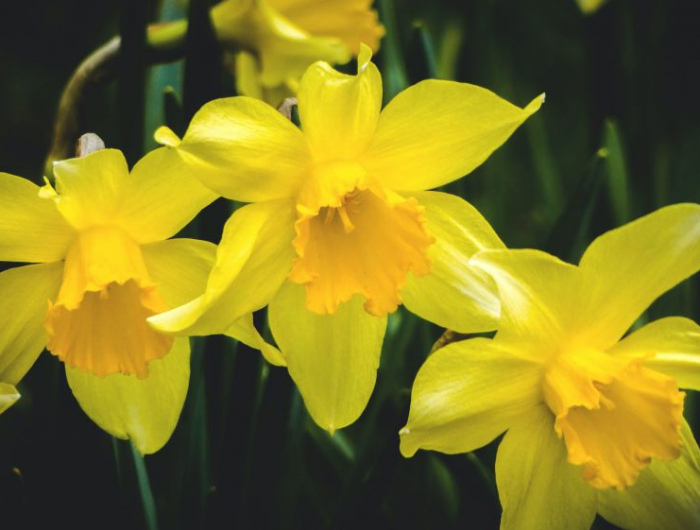 fleur avril jaunes narcisses fleuries en jaune