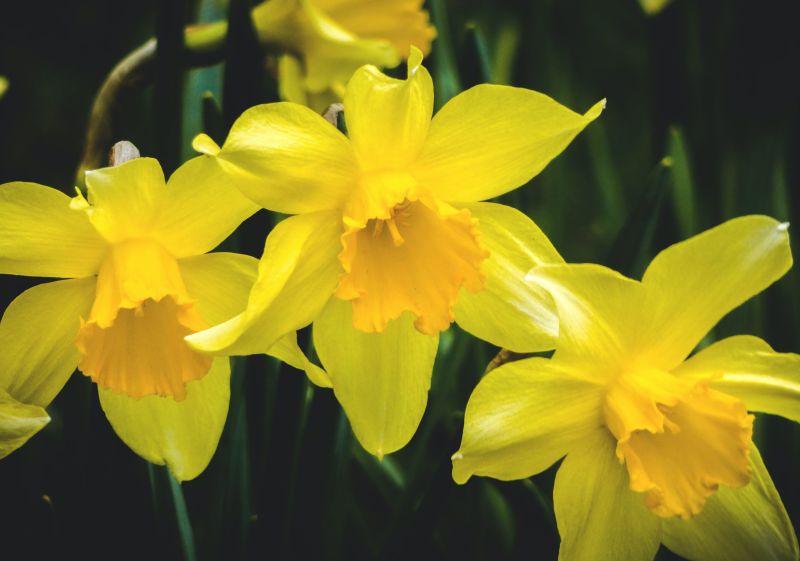 fleur avril jaunes narcisses fleuries en jaune