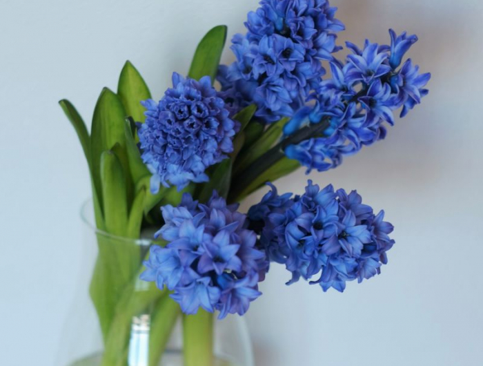 fleur du mois de mars jacinthe bleue dans un vase en verre