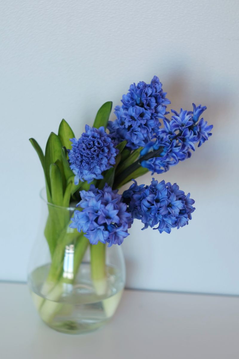 fleur du mois de mars jacinthe bleue dans un vase en verre