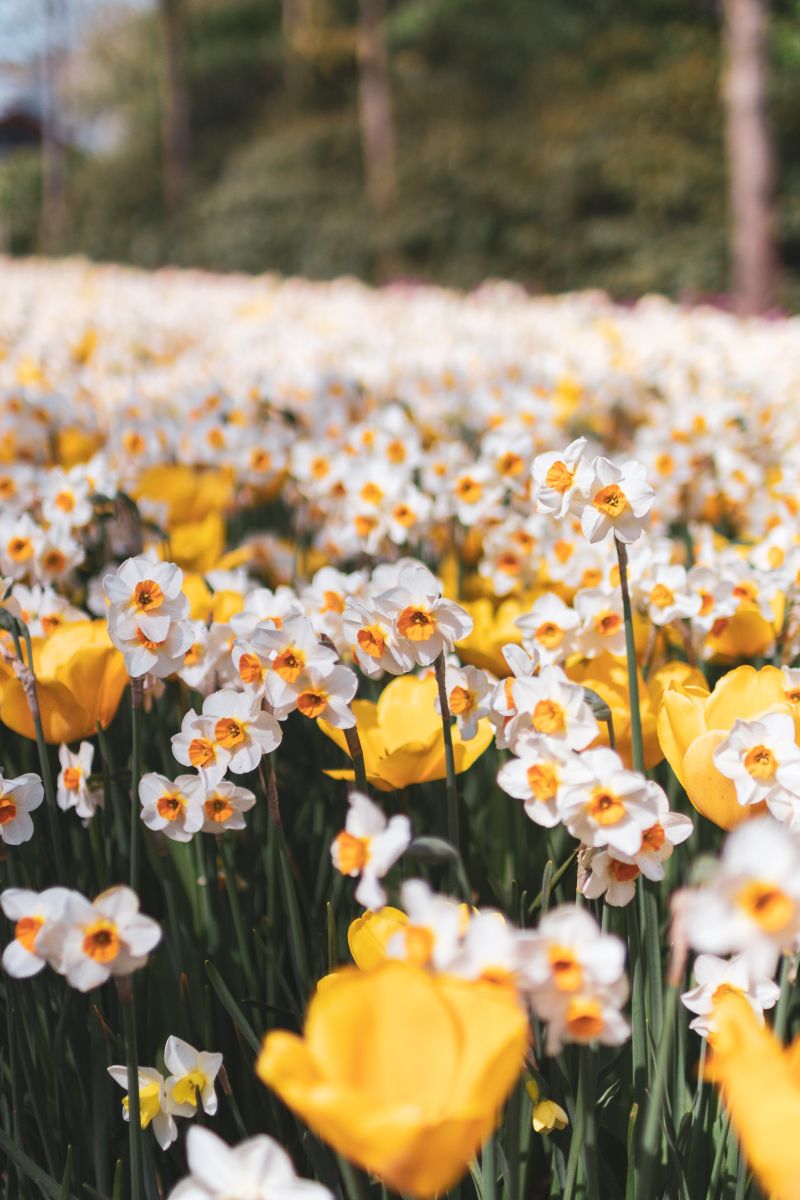 fleur mars narcisses blanches et des tulipes jaunes