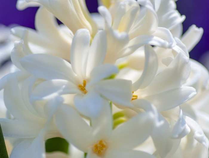 fleurs de printemps jacinthe blanche qui fleurit en printemps