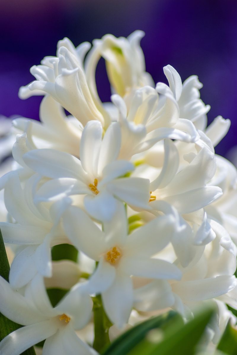 fleurs de printemps jacinthe blanche qui fleurit en printemps
