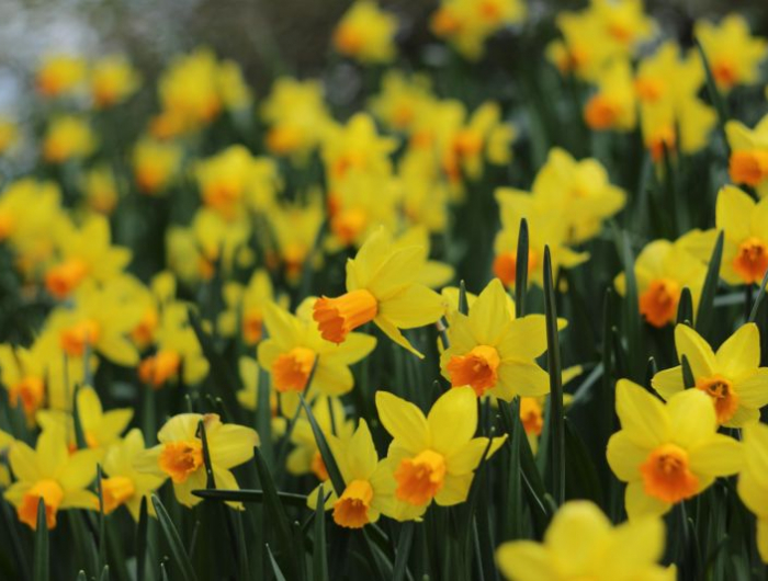 fleurs de printemps vivaces jardin plein de narcisses jaunes