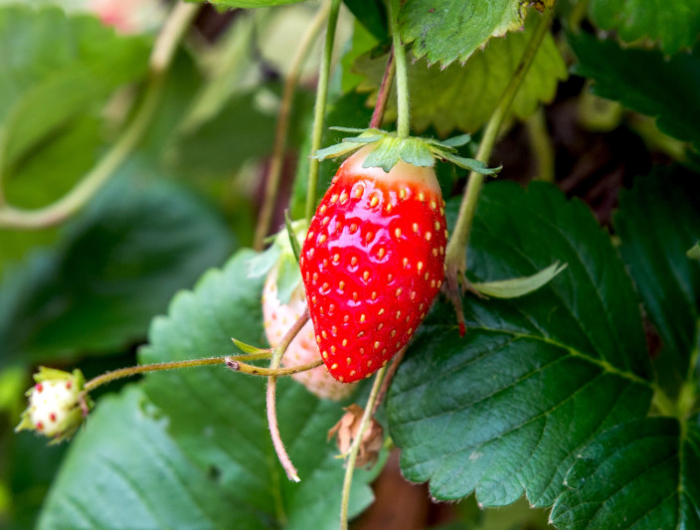 fraisier en jardiniere tout savoir sur la culture en conteneur