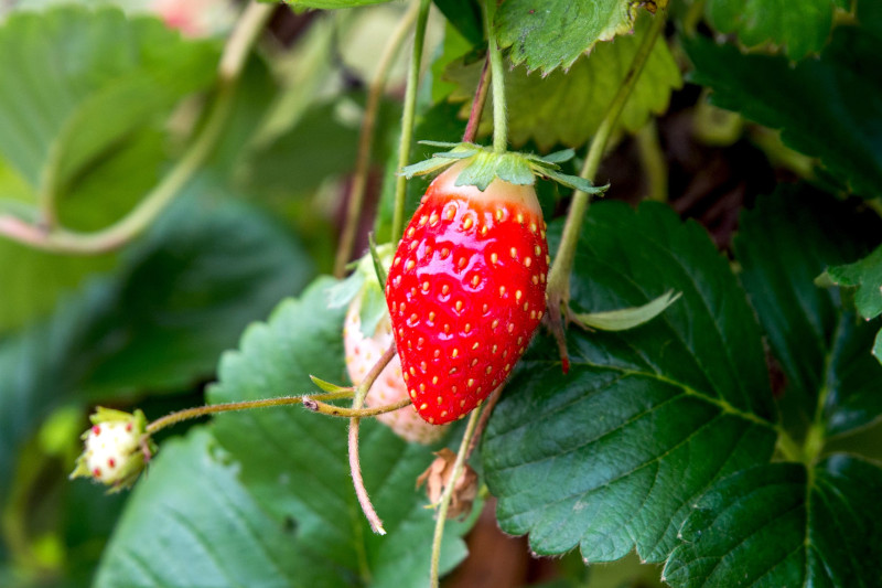 fraisier en jardiniere tout savoir sur la culture en conteneur