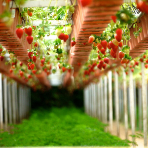 Planter des fraisiers en hauteur : Tout savoir sur la culture en conteneur