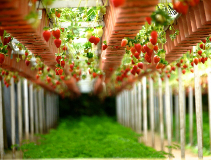 fraisier suspendu jardiniere en serre pour une bonne recolte