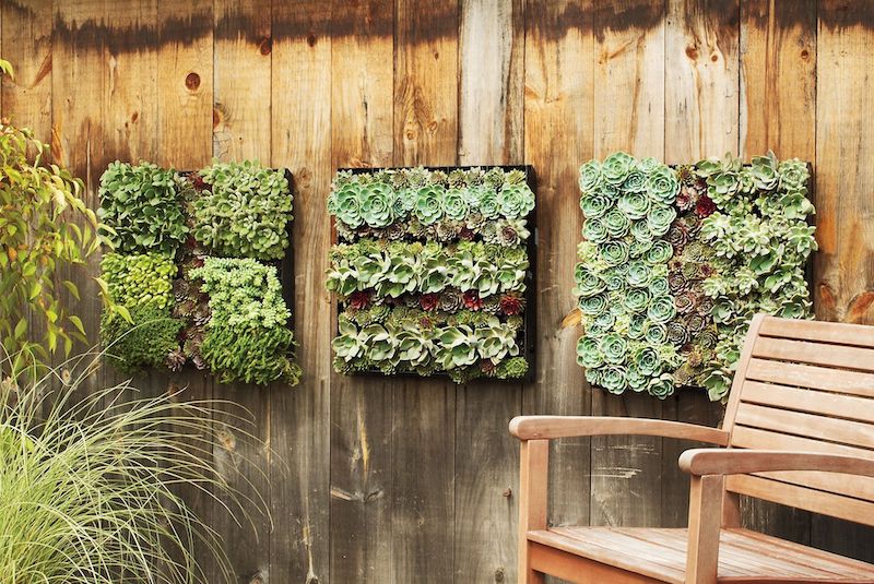 habillage mur exterieur bois avec panneau vegetal de succulentes