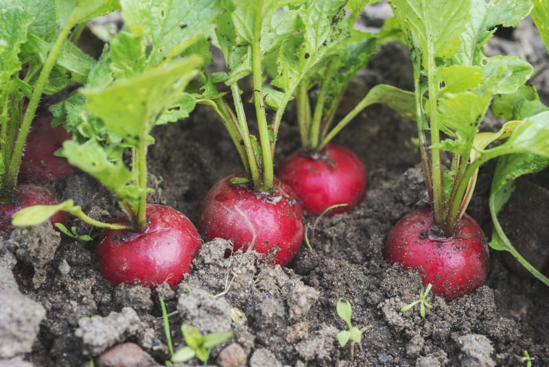 high angle view of radish growing in garden royalty free image 1581787570