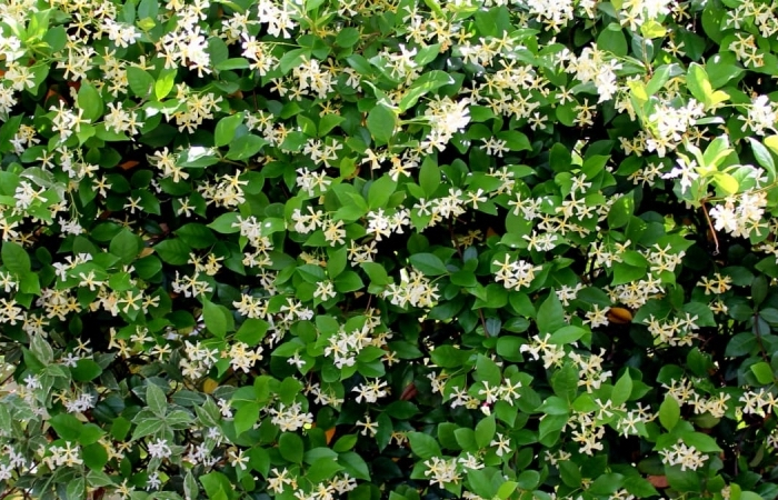 idee brise vue vegetal jasmin etoile arbuste balcon cache vue