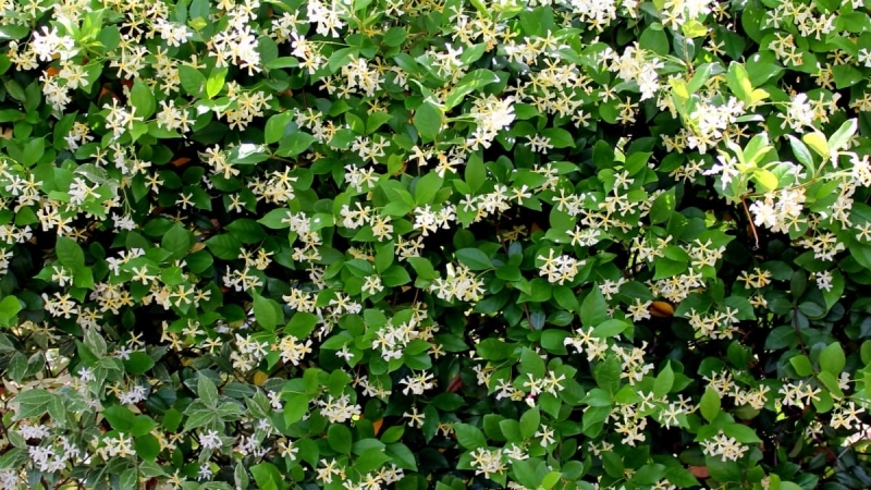 idee brise vue vegetal jasmin etoile arbuste balcon cache vue