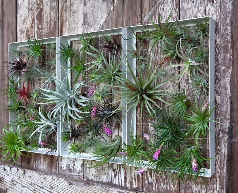 idee deco cadre vegetal comment cachet un mur exterieur moche de plantes