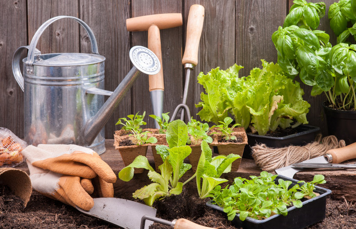 legume a planter au printemps culture de saison frache