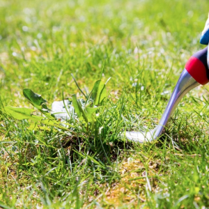 Que mettre au sol pour éviter les mauvaises herbes ? Astuces efficaces et naturelles