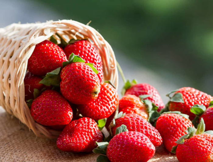peut on congeler des fraises fraiches methodes pour reussir la conservation