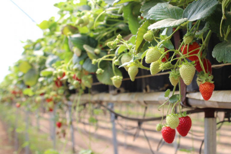 Planter des fraisiers en hauteur Tout savoir sur la culture en conteneur — free download