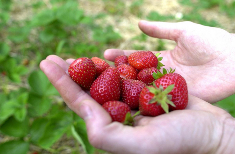 Planter des fraisiers en hauteur Tout savoir sur la culture en conteneur — free download