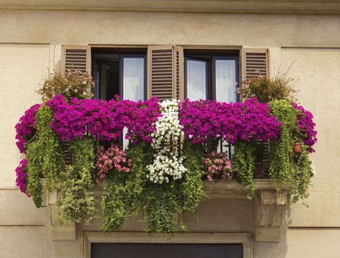 plante qui pousse vite pour brise vue guide fleurs pour balcon