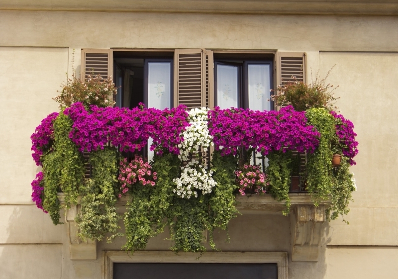 plante qui pousse vite pour brise vue guide fleurs pour balcon