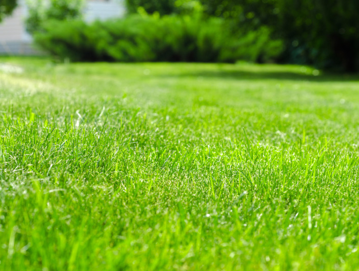 green lawn yard