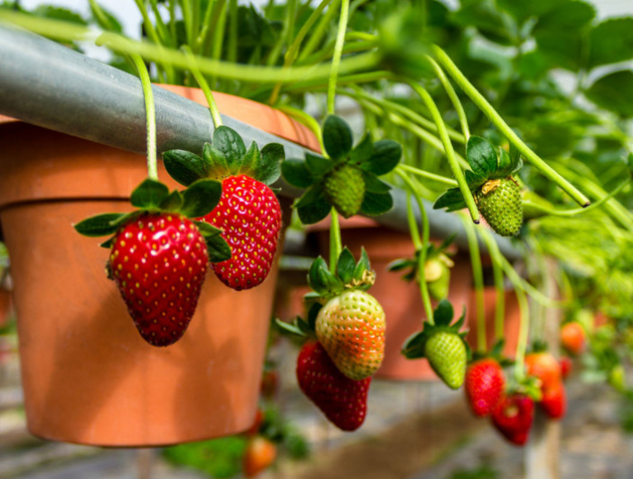 planter des fraisiers en hauteur astuces et conseils