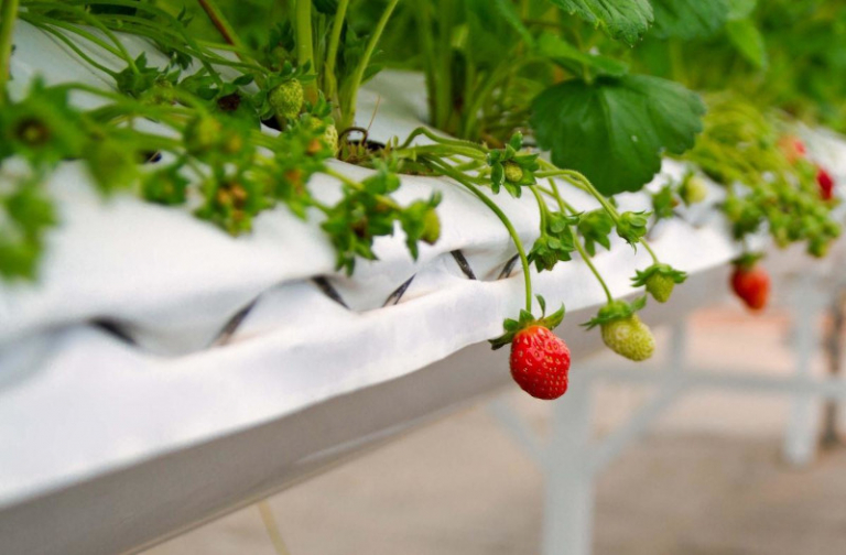 Planter des fraisiers en hauteur comment avoir des fraises sans aucun — free download