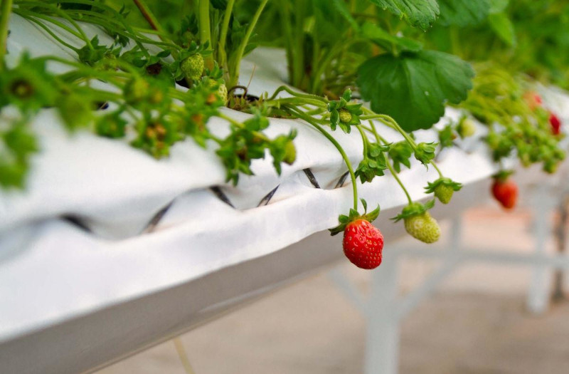 planter des fraisiers en hauteur pour eviter les maladies fongiques
