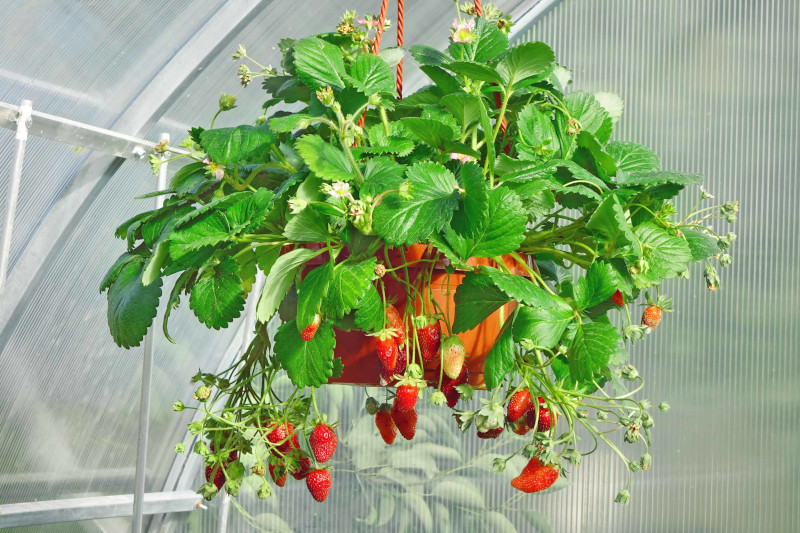 planter fraisier en pot suspendu en plein soleil