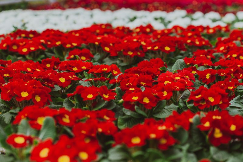 printemps fleurs une couverture florale de primeveres rouges et blanches