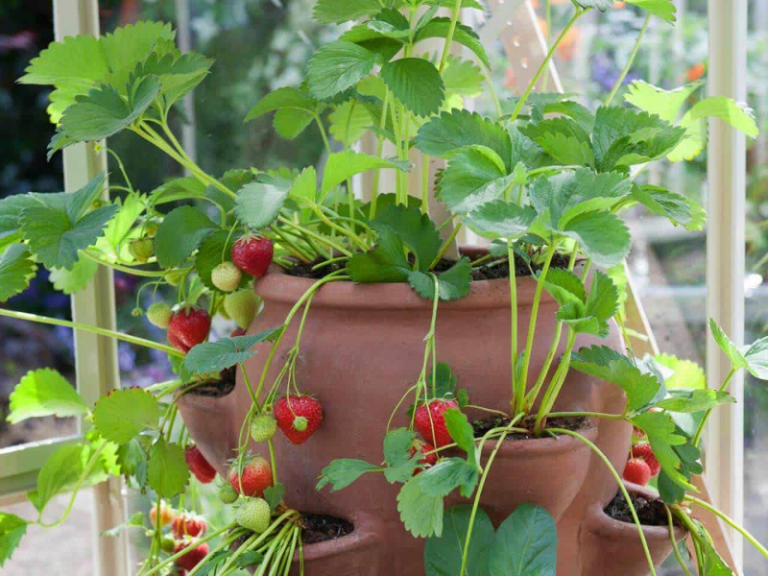 Planter des fraisiers en hauteur Tout savoir sur la culture en conteneur — free download