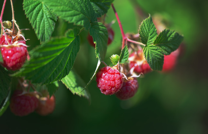 close up of ripe raspberries ready to be picked