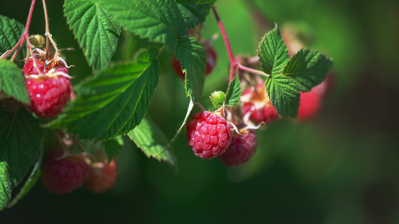 close up of ripe raspberries ready to be picked