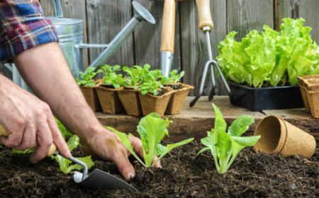 quel legume planter en avril salade et chou recilte continue