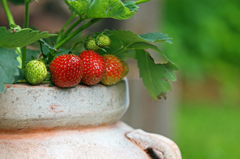 repiquer des fraisiers culture en pot en terre cuite