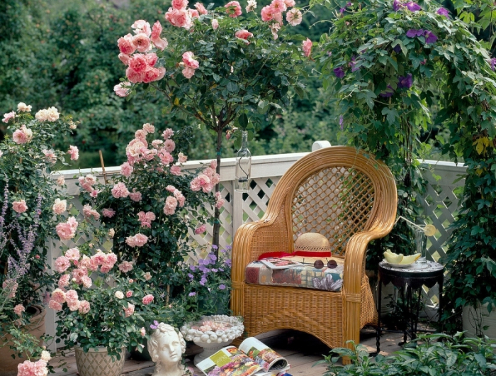 rosa rosen auf balkon: stämmchenrose = piroschka