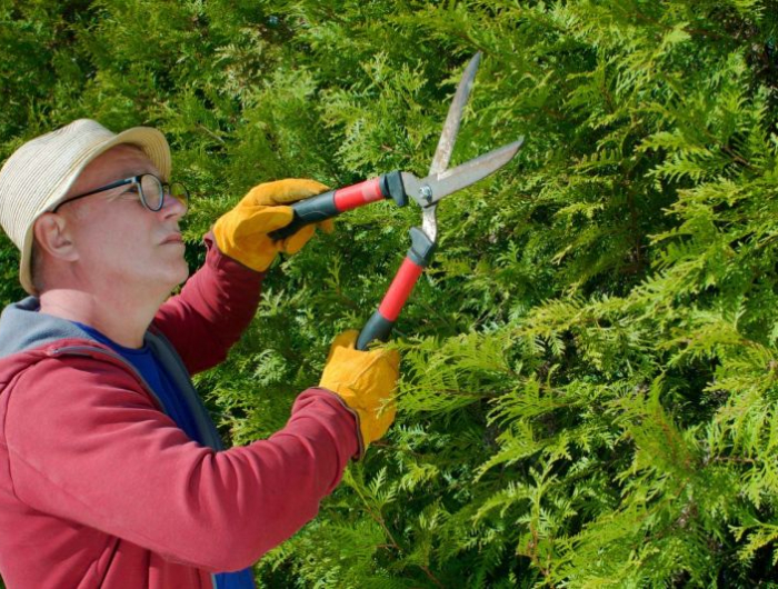 gardener cutting the hedge of thuja