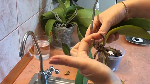 comment saucer une orchidee orchidee en replantation
