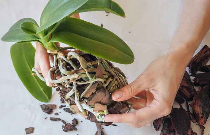 comment faire refleurir une orchidée qui n'a plus de hampe replanification orchidee