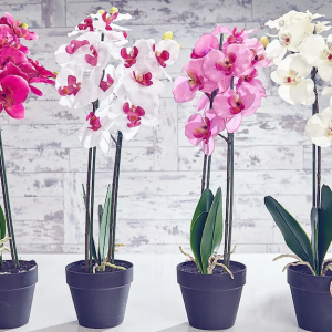 Comment faire repartir une orchidée fanée et comment savoir si l'orchidée va refleurir ?