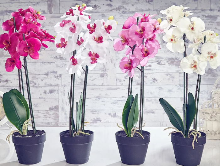 comment faire repartir une orchidée fanée? comment savoir si l'orchidée va refleurir ? 4 orchidees differentes couleurs