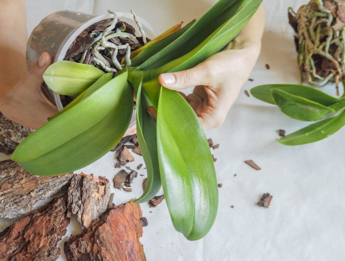 comment saucer une orchidee orchidee en replantation feuilles et racines aeriennes orchidee