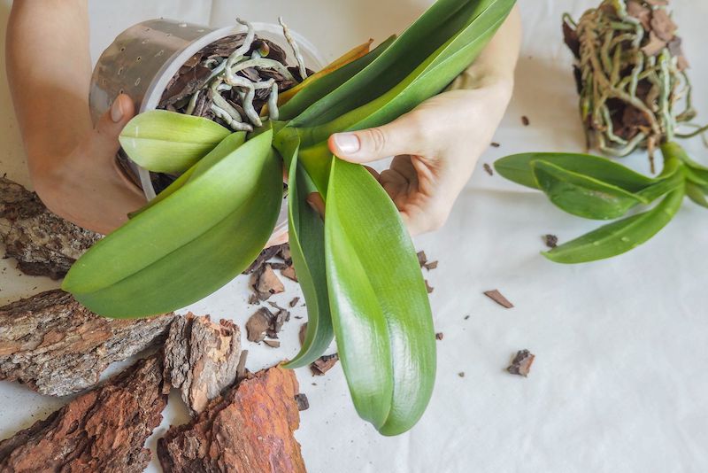comment saucer une orchidee orchidee en replantation feuilles et racines aeriennes orchidee